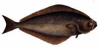 halibut pescado
